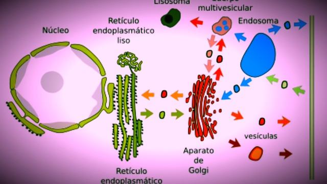 MECANISMOS DE ENDOCITOSIS смотреть онлайн