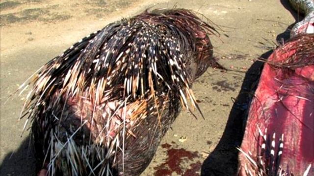 Люди не переставали кричать, увидев кого проглотил питон! смотреть онлайн