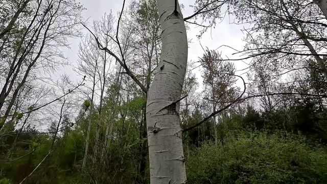 Осина. Секрет самого загадочного дерева. смотреть онлайн