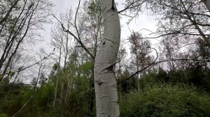 Осина. Секрет самого загадочного дерева.