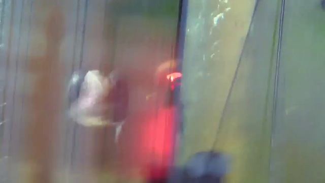 черная пиранья (serrasalmus rhombeus) VS pygocentrus cariba смотреть онлайн