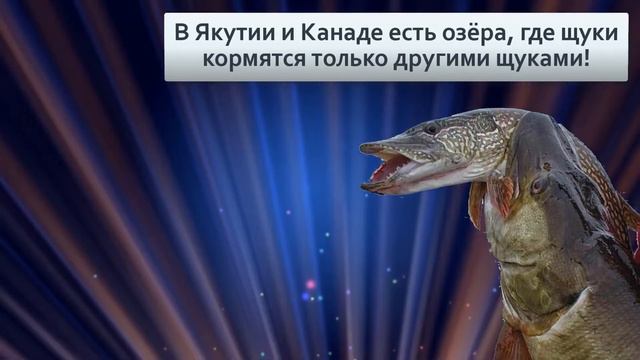 Щука Как живёт вершина пищевой цепочки наших рек смотреть онлайн