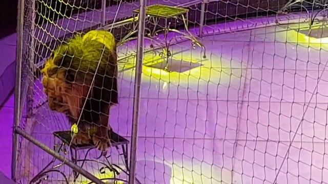 Идём в цирк!Или,что творится в клетке со львами?! смотреть онлайн