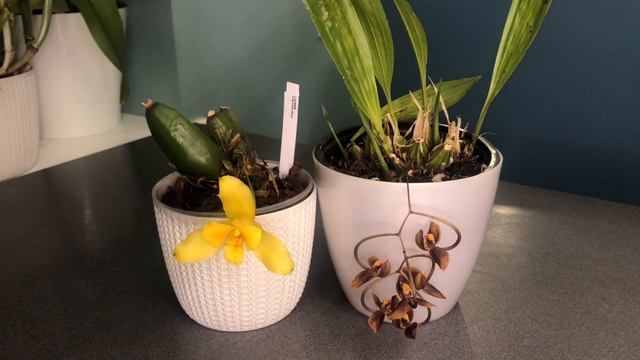 Lycaste macrobulbon, gongora galeata смотреть онлайн