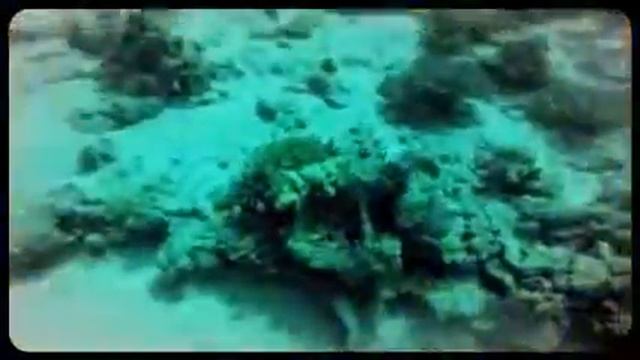 Желторотая мурена смотреть онлайн
