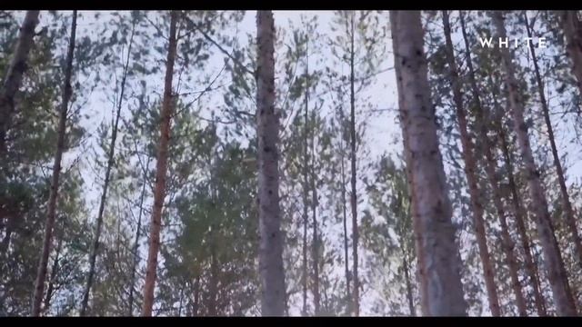 Forest Sound, White Noise, Birds Sound L Звук леса, белый шум, музыка для сна, пение птиц