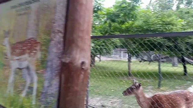 КИЕВСКИЙ ЗООПАРК🦒🐘🐅🐊🐒 смотреть онлайн