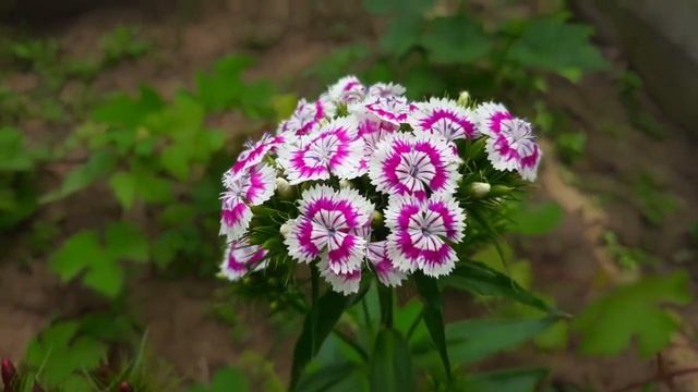 VLOG НА ДАЧЕ// МЫ УЗНАЛИ КТО ПОЕДАЕТ НАШУ СМОРОДИНУ!// ПОДВЯЗЫВАЕМ И ОКУЧИВАЕМ ПОМИДОРЫ смотреть онлайн