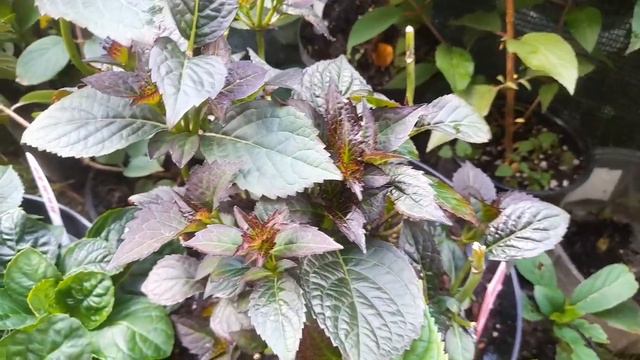 Обрезать или не обрезать крупнолистные?🤔Сроки. смотреть онлайн