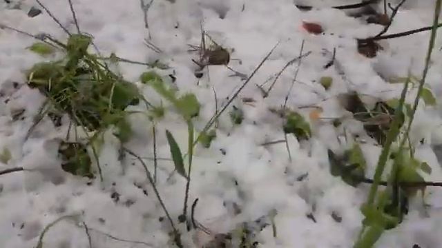 Грибы из под снега. смотреть онлайн