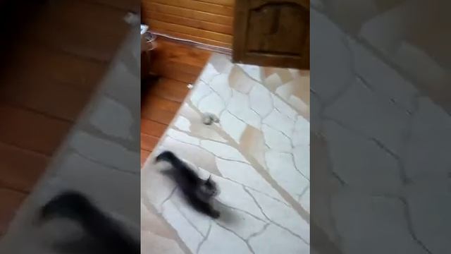 Пикси-Боб и Бенгальская кошка смотреть онлайн