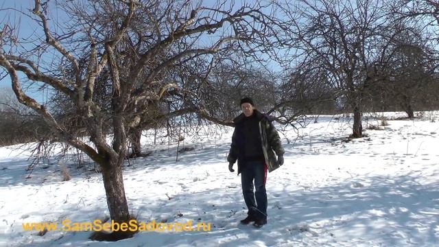 Как обрезать яблоню после омолаживающей обрезки смотреть онлайн