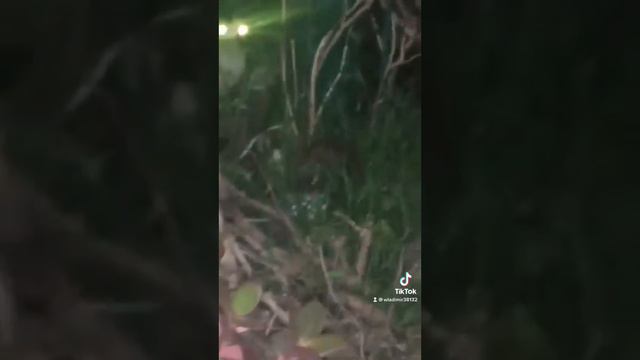 Мой домашний ёжик смотреть онлайн