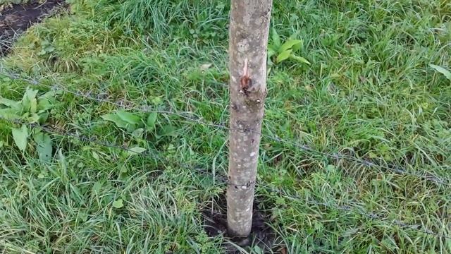 Делаю загон !