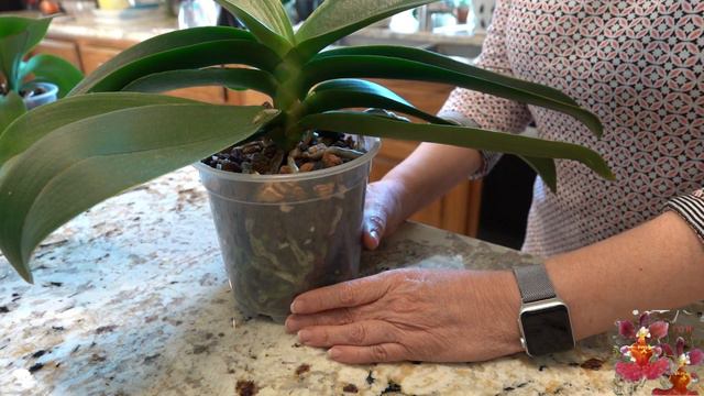 How to Identify Phalaenopsis Orchid Bloom Spikes | The When, Where, Why, & How of Bloom Spikes! смотреть онлайн