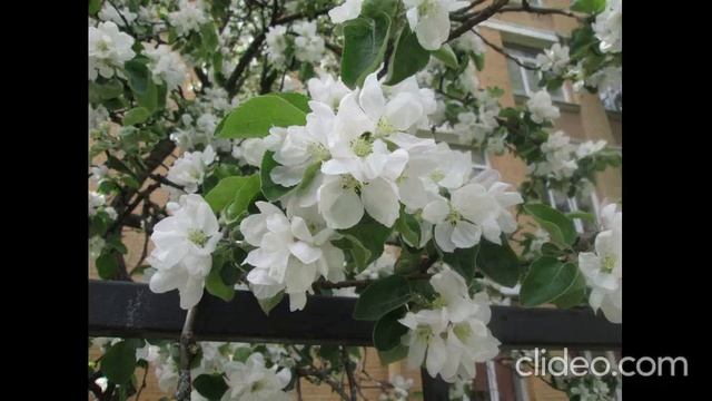 Тета-медитация "Привлечение родственной души" смотреть онлайн