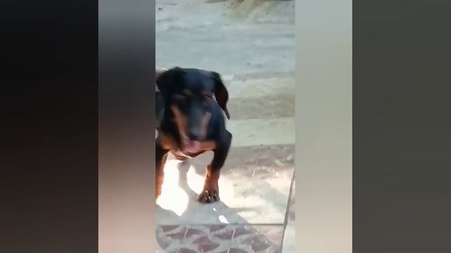 So cute boy Tyson kutty 😘😘😘 смотреть онлайн