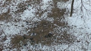 Когда прилетают грачи !