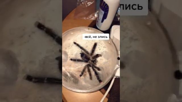 Безумно красивый паук сбросил свою шкуру смотреть онлайн