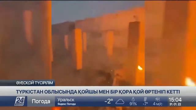 пастух и 1510 баранов #сгорели в страшном #пожаре. смотреть онлайн