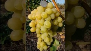 ВИНОГРАД  - СУПЕР- ЭКСТРА