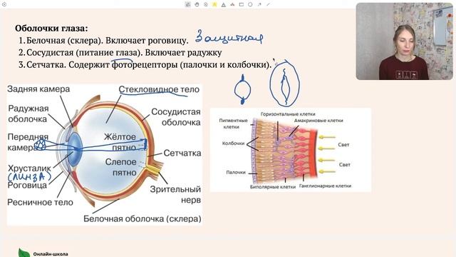 Строение глаза смотреть онлайн