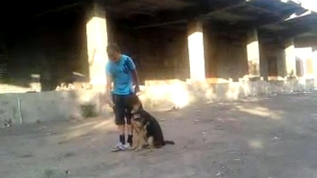 ДРЕССИРОВКА СОБАК: Немецкая овчарка Ива возраст 4 месяца учит команду "рядом". смотреть онлайн