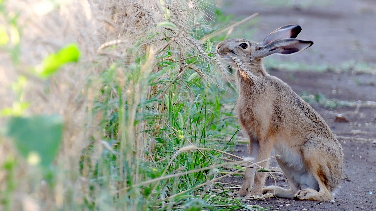 А вы говорите: саранча, саранча... смотреть онлайн