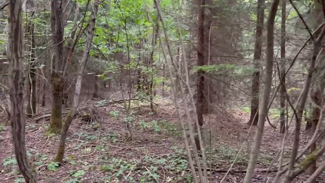 ГРИБНОЕ АССОРТИ В ЗАСУХУ ! Я БАЛДЕЮ ! Грибы 2022 ! смотреть онлайн