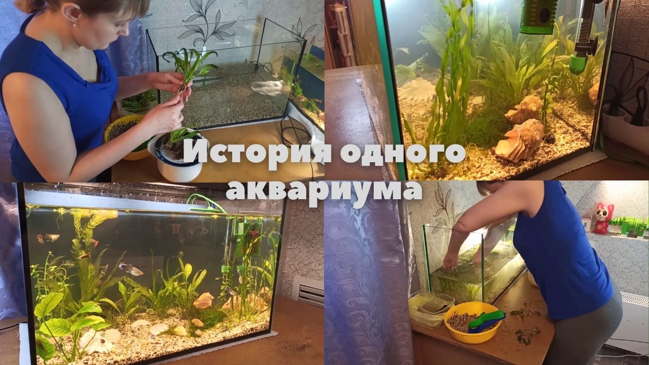 История одного аквариума смотреть онлайн