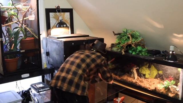 Green Tree Python enclosure set up￼ ! смотреть онлайн