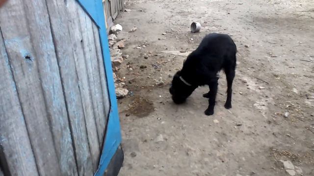 Собака ест сухари смотреть онлайн