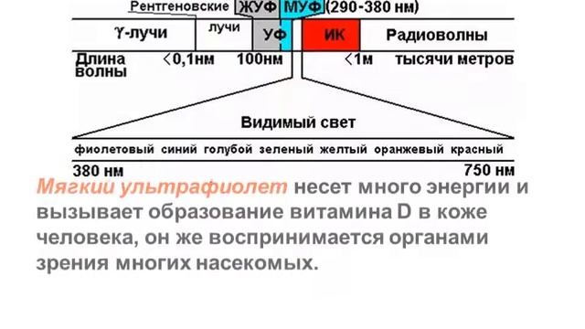 Для чего свет нужен растениям смотреть онлайн