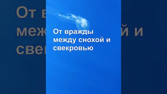 # заговор между снохой и свекровью # смотреть онлайн