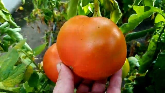 томаты сорт мохитос в неотапливаемой теплице, второй уражай, 23.10 2023. смотреть онлайн