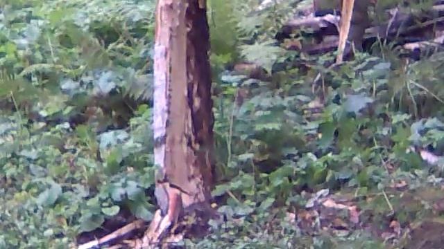 Последствия удара шаровой молнии в ствол березы смотреть онлайн