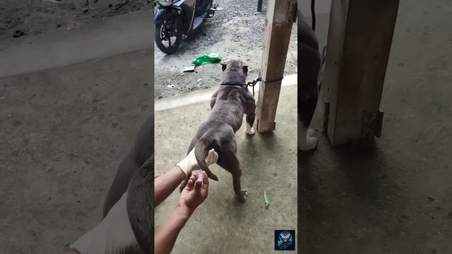 Artificial Insemination Process (Exotic Bully)