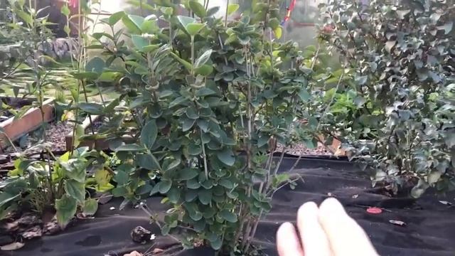Погуляем по саду? Мои самые любимые неприхотливые кустарники! смотреть онлайн