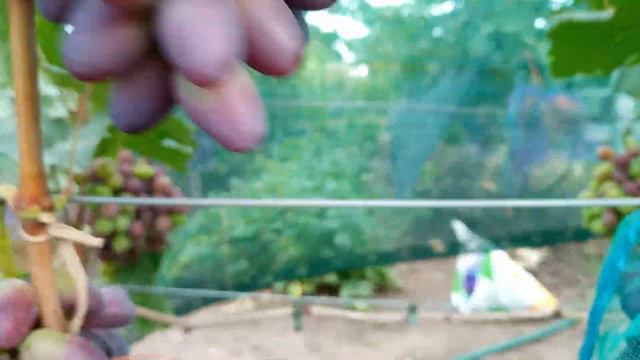 Формы Калугина и не только. смотреть онлайн