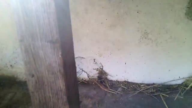 Как сделать клетку для кроликов //Жизнь в деревне !!! смотреть онлайн