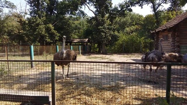 Быстрые страусы смотреть онлайн