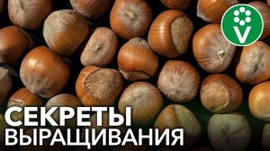 ФУНДУК НА ВАШЕМ УЧАСТКЕ? ЛЕГКО! Все о выращивании фундука