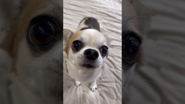 Очень умный пес. Реп читает #Shorts смотреть онлайн