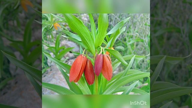 Урок родиноведения 3 класс. Баткенская область Кыргызстана. смотреть онлайн