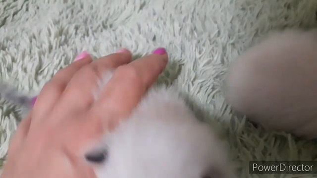 Сплошная милота. #котята. Открываются глазки смотреть онлайн