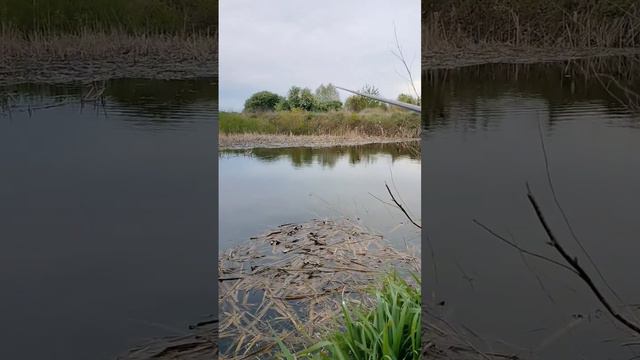 Что клюет в луже ???