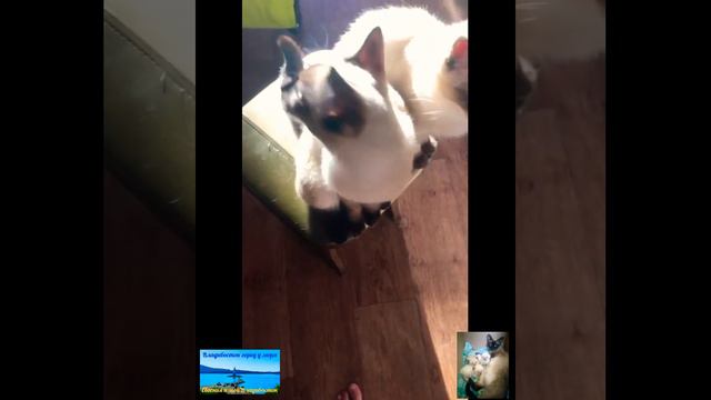 Тайские,Старосиамские котята выросли.Питомник Дракон. смотреть онлайн