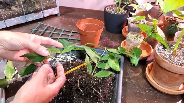 Potting Hoya Polyneura Cuttings | THIS PERLITE PROP BOX IS INSANE! смотреть онлайн