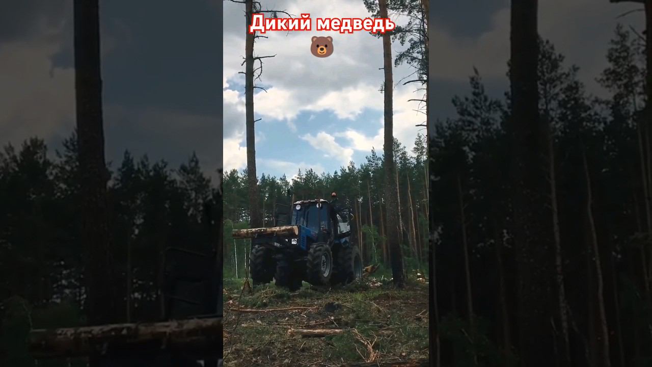 МТЗ ТАЩИТ БРЕВНА #мтз #мтз80 #мтз1221 #automobile смотреть онлайн