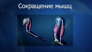Урок 1. Основной источник энергии организма человека - АТФ